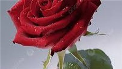حبي الضائع اسراء ابراهيم