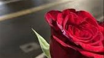 عشق الهوي نونا المصري