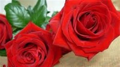عشق آدم بقلم ياسمين